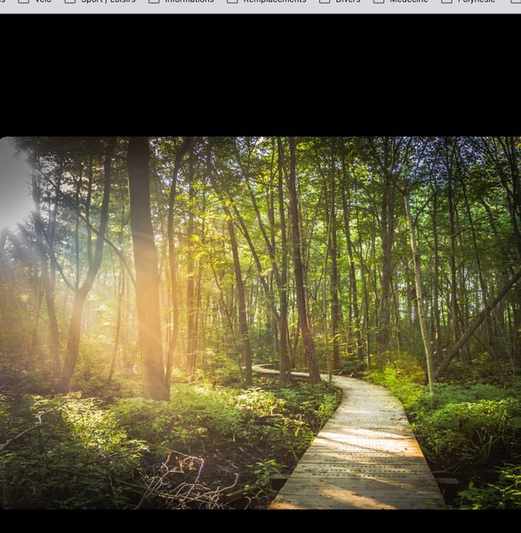 Chemin en forêt lumineuse – votre parcours de soin